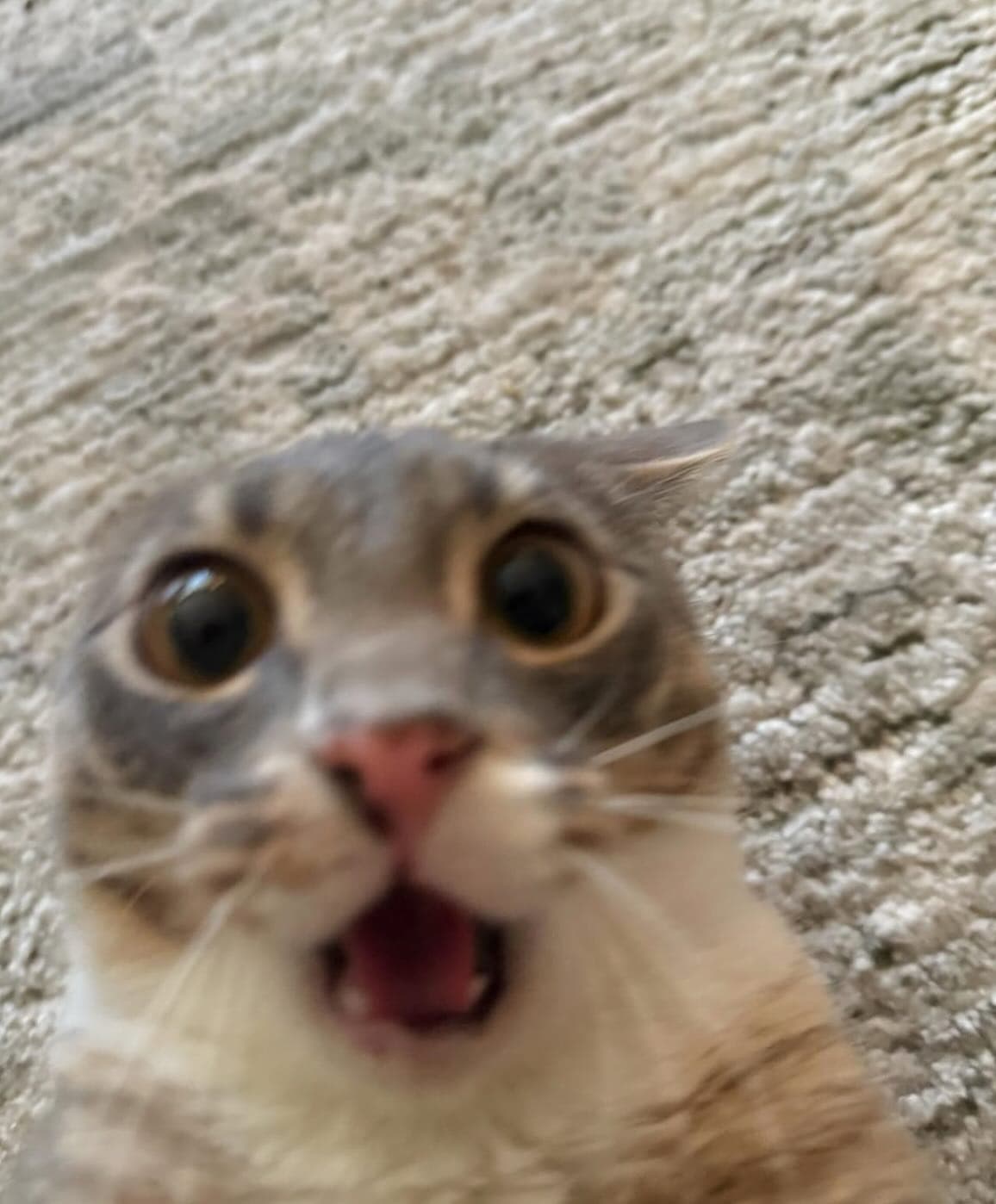 rigby